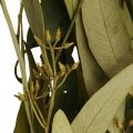 Floristik24 Eucalyptus Konserverte Grener Blader Grønn Oval 150g