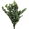 Floristik24 Eucalyptus Konserverte Grener Blader Runde Grønne 150g