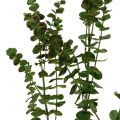 Floristik24 Eukalyptusgren grønn 130cm