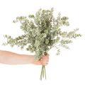 Kunstig eukalyptusgren, dekorativ gren til vaser og buketter, 49 cm, 4 stk. | Floristik24.no