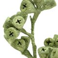 Floristik24 Eukalyptusgren grønn frostet 25stk