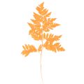 Floristik24 Tørkede og konserverte bregneblader til blomsterdekorasjon og høstdekorasjon, 42 cm, 10 stk.