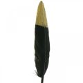 Floristik24 Dekorative fjær svarte, gull ekte fjær for håndverk 12-14cm 72stk