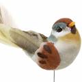 Floristik24 Bird on wire 5,5 cm farget 9stk