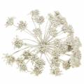 Floristik24 Dekorativ gren av fennikel infructescence hvit vokset H22cm