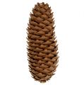 Grankongler naturlig 5kg kongler | Floristik24.no