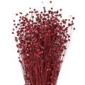 Floristik24 Lin Bordeaux røde tørkede dekorasjonsblomster L55cm 80g