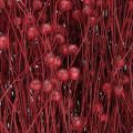 Lin Bordeaux røde tørkede dekorasjonsblomster L55cm 80g | Floristik24.no