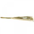 Floristik24 Tørket lin, tørket florist, naturlig lin naturfarge L40–55cm 85g