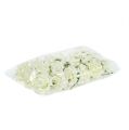 Skumrose Ø7,5cm Kremfarget 18 stk | Floristik24.no