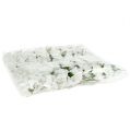 Skumrose Ø 3,5cm hvit 48 stk | Floristik24.no