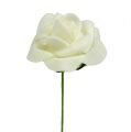 Skumrose Ø3,5 cm kremfarget 48 stk | Floristik24.no