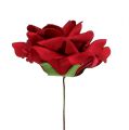 Floristik24 Skum rose skum rose rød Ø15cm 4stk