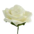 Skumrose Ø6cm Kremfarget 27 stk | Floristik24.no