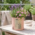 Blomsterpotte dekorativ boks laks metall sommerdekorasjon Ø11cm H10.5cm | Floristik24.no