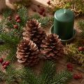 Kongler (Pinus maritima), maritime kongler, dekorative, 12-13 cm, 3 stk. | Floristik24.no