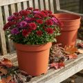 Plantepotte plast Ø23cm 10stk | Floristik24.no
