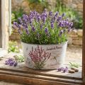 Plantekar lavendel plast blomsterskål rund Ø21cm H11cm | Floristik24.no