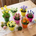 Potteblomst i plast Ø12cm 25 stk | Floristik24.no