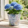 Plantekar plast blomsterpotte sommerhortensia Ø16,5cm H13,5cm | Floristik24.no