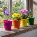 Plastpotteblomst Ø9cm 25 stk | Floristik24.no