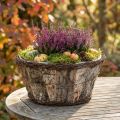 Rustikk blomsterpotte med bjørkenever og slyngplanter i treutseende | Floristik24.no