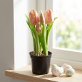 Kunstige tulipaner i potte Tulipaner Fersken kunstige blomster 22cm | Floristik24.no