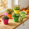 Plastkasse, fargerik assortert. Ø9cm 10 stk | Floristik24.no