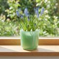 Glasskrukke Ø7,8cm H8cm mintgrønn | Floristik24.no
