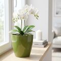 Orkidepotte blank Ø12,5cm olivengrønn 1 stk | Floristik24.no