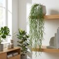 Dekorative ranker, korallkaktus, kunstig Rhipsalis-henger Grønn L120cm | Floristik24.no