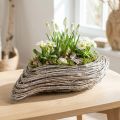 Plantebåt plante bølgerotting naturhvit 45x16cm | Floristik24.no