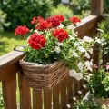 Balkongkasse blomsterkasse for oppheng av rotting natur L51cm | Floristik24.no