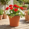 Potte “Irys” plast terrakotta Ø22cm H18cm 1 stk | Floristik24.no