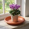 "Linda" tallerken Ø18cm terrakotta | Floristik24.no