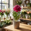 Emballasjetrakt A blomsterposer film B25cm H25cm 50 stk | Floristik24.no