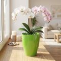 Orkidepotte blank Ø12,5cm lime 1 stk | Floristik24.no