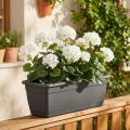 Geraniumbusk hvit 38cm | Floristik24.no