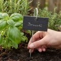 Naturskiferplater Plugg Planteskilt Sort 25cm | Floristik24.no