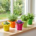Plantekar for potteplanter, fargerikt assortert. Ø10,5cm 10 stk | Floristik24.no