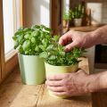 Papir cachepot, plantekasse, urtepotte blå/grønn Ø15cm H13cm 4stk | Floristik24.no
