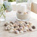 Skallpynt mini cockles