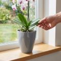 Orkidepotte blank Ø12,5cm grå 1 stk | Floristik24.no