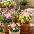 Sommerfugl dekorativ plugg tre rosa rosa 8x5,5cm 18 stk | Floristik24.no