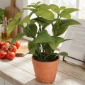 Kunstig Basilikum i Potte Urtepotte Kunstig Plante 22cm 2stk | Floristik24.no