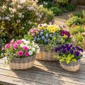 Flettkurv for planting Planteskål L29/33/38cm sett med 3 stk | Floristik24.no