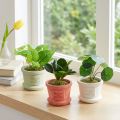 Kunstige grønne planter miniplanter i potte 15cm 3stk | Floristik24.no