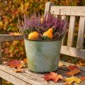 Planter, metallgryte med lønneblader, høstdekorasjon grønn Ø25,5cm H22cm | Floristik24.no