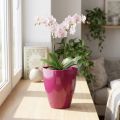Orkidepotte blank Ø12,5cm kirsebær 1 stk | Floristik24.no
