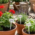 Planteetikett 40 cm 10 stk | Floristik24.no